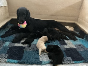 12 Flat Coated Retriever til salg på købhund.dk