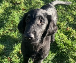 12 Flat Coated Retriever til salg på købhund.dk