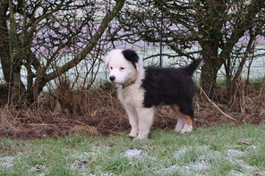 8 Australian Shepherd til salg på købhund.dk