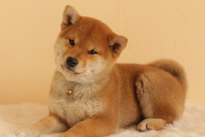 6 Shiba til salg på købhund.dk