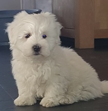 3 Coton de Tulear til salg på købhund.dk