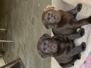 8 Labrador Retriever til salg på købhund.dk