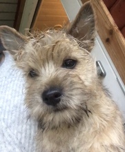 3 Cairn Terrier til salg på købhund.dk