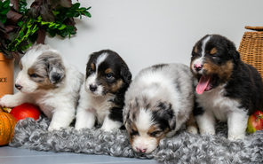 6 Australian Shepherd til salg på købhund.dk