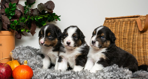 6 Australian Shepherd til salg på købhund.dk