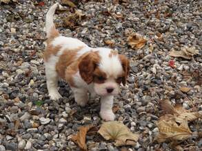 4 Cavalier King Charles Spaniel til salg på købhund.dk