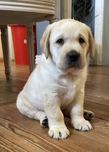 3 Labrador Retriever til salg på købhund.dk