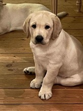 3 Labrador Retriever til salg på købhund.dk