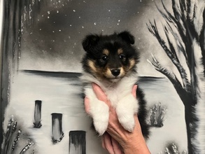 5 Shetland Sheepdog til salg på købhund.dk