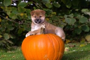 2 Shiba til salg på købhund.dk