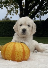 9 Golden Retriever til salg på købhund.dk