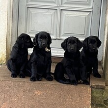 10 Flat Coated Retriever til salg på købhund.dk