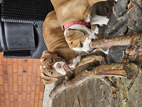 6 Old English Bulldog til salg på købhund.dk