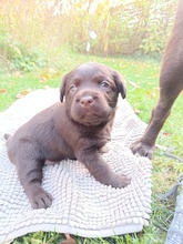 3 Labrador Retriever til salg på købhund.dk