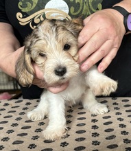 5 Petit Basset Griffon Vendéen til salg på købhund.dk