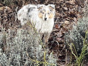 5 Shetland Sheepdog til salg på købhund.dk