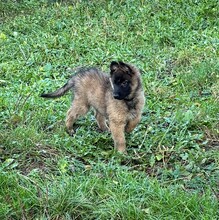 1 Belgisk Hyrdehund, Groenendael til salg på købhund.dk