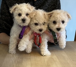 3 Bichon Frisé til salg på købhund.dk