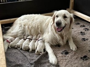 8 Golden Retriever til salg på købhund.dk