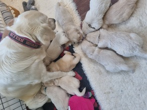 10 Golden Retriever til salg på købhund.dk