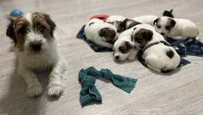 6 Jack Russell Terrier til salg på købhund.dk