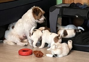 6 Jack Russell Terrier til salg på købhund.dk