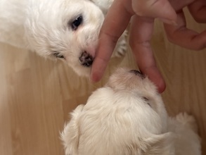 4 Coton de Tulear til salg på købhund.dk