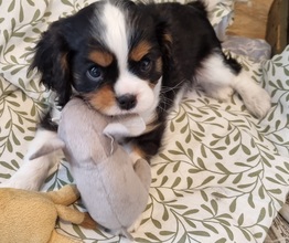 5 Cavalier King Charles Spaniel til salg på købhund.dk