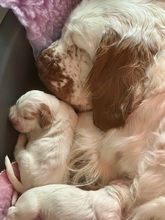 6 Clumber Spaniel til salg på købhund.dk