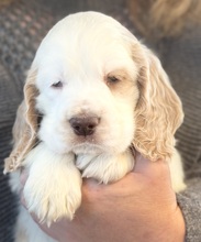 6 Clumber Spaniel til salg på købhund.dk