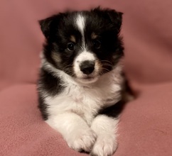 5 Shetland Sheepdog til salg på købhund.dk