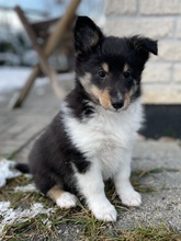 5 Shetland Sheepdog til salg på købhund.dk