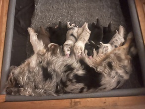 10 Australian Shepherd til salg på købhund.dk