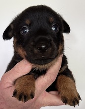 7 Lancashire Heeler til salg på købhund.dk