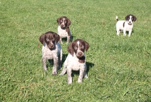 10 Korthåret Hønsehund til salg på købhund.dk