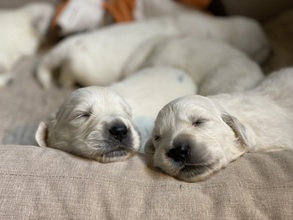 5 Golden Retriever til salg på købhund.dk