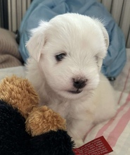 1 Coton de Tulear til salg på købhund.dk