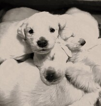 10 Golden Retriever til salg på købhund.dk