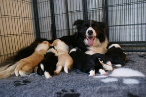 5 Border Collie til salg på købhund.dk