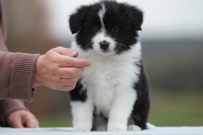 6 Border Collie til salg på købhund.dk