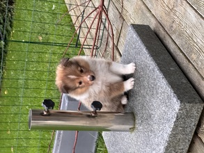 4 Shetland Sheepdog til salg på købhund.dk