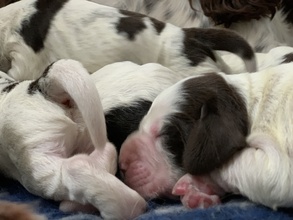 6 Engelsk Springer Spaniel til salg på købhund.dk