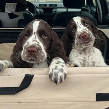 6 Engelsk Springer Spaniel til salg på købhund.dk