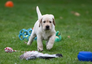 6 Labrador Retriever til salg på købhund.dk