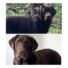 6 Labrador Retriever til salg på købhund.dk