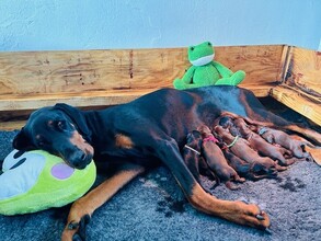 8 Dobermann til salg på købhund.dk