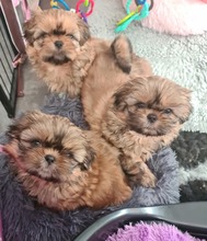 4 Shih Tzu til salg på købhund.dk