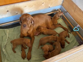 7 Vizsla, korthåret til salg på købhund.dk