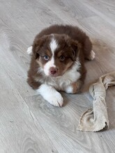 4 Australian Shepherd til salg på købhund.dk