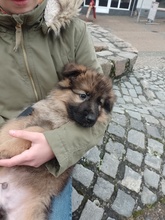 8 Schæferhund,langstockh. m. underuld til salg på købhund.dk